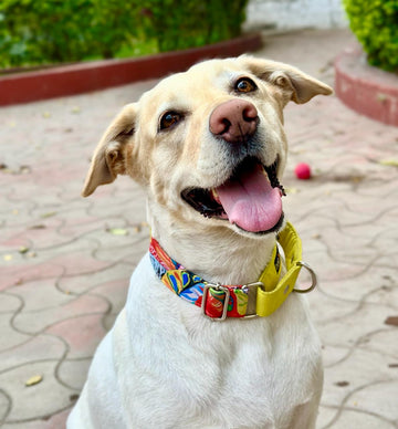 Martingale Collar