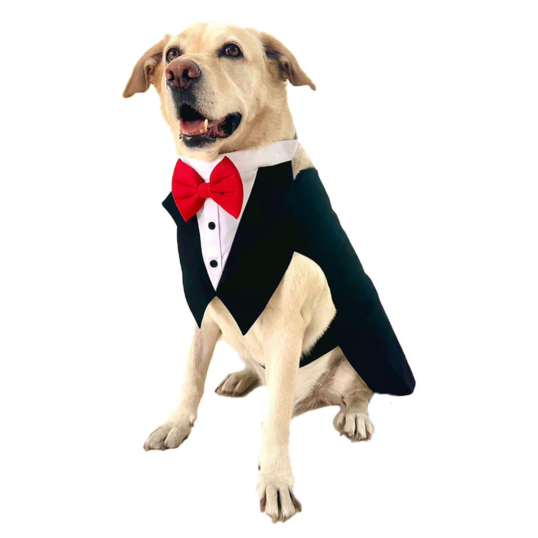 The Dawg in Black Suit