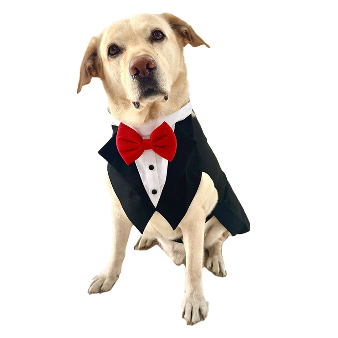 The Dawg in Black Suit