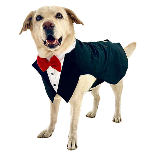 The Dawg in Black Suit