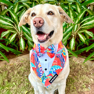Hawaii Print Tuxedo Bandana