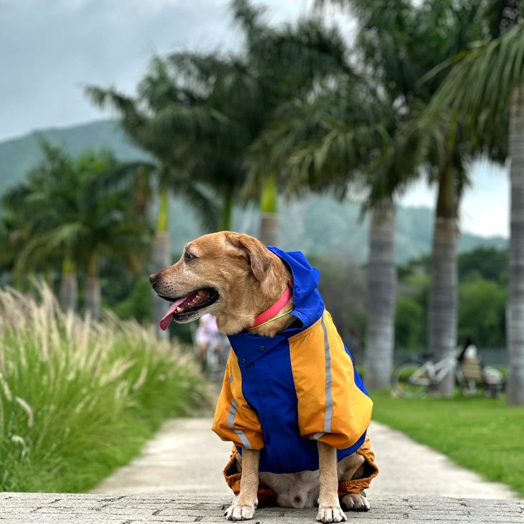 Raincoat hot sale golden retriever