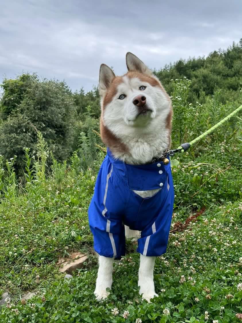 Royal Blue Body Suit Raincoat