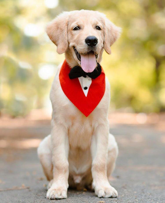 Red Tuxedo Bandana