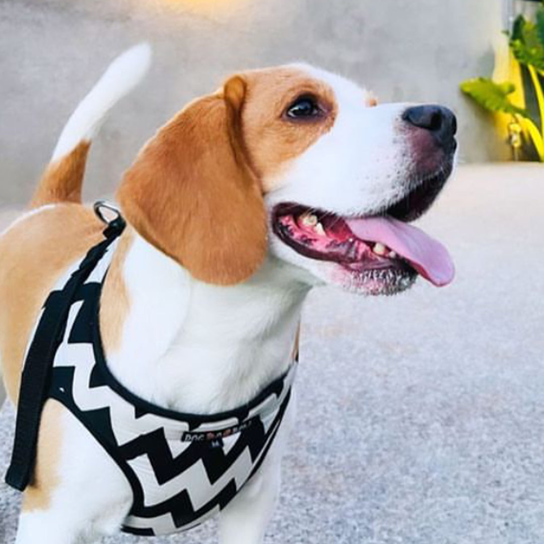 Buy Chevron Body Suit Harness for Pets Dogobow Hyderabad