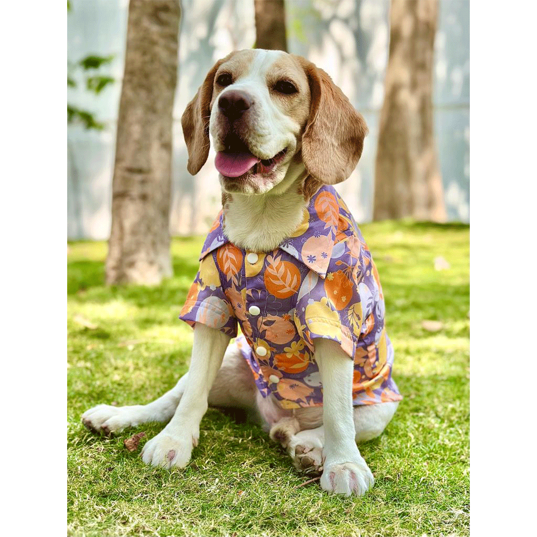 Periwinkle Shirt