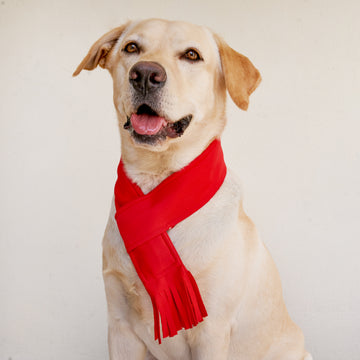 Bandana & Scarf