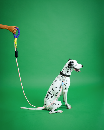 Jellybean Rope Leash
