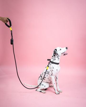 Bumblebee Rope leash