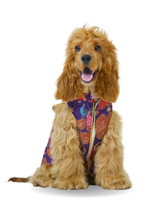 Pookie Prince Sherwani