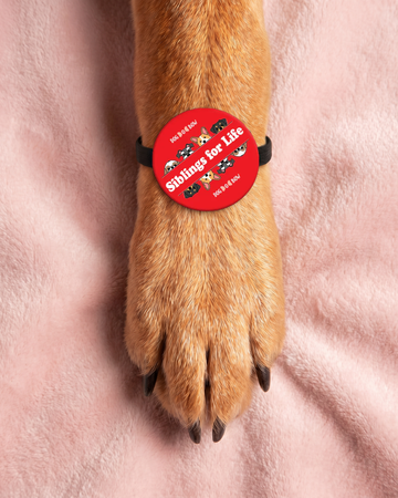 Siblings for Life Pet Rakhi