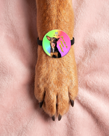 Alpha Sibling Pet Rakhi