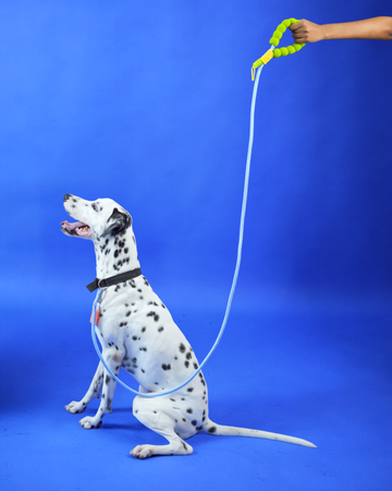 Lime Pop Rope Leash