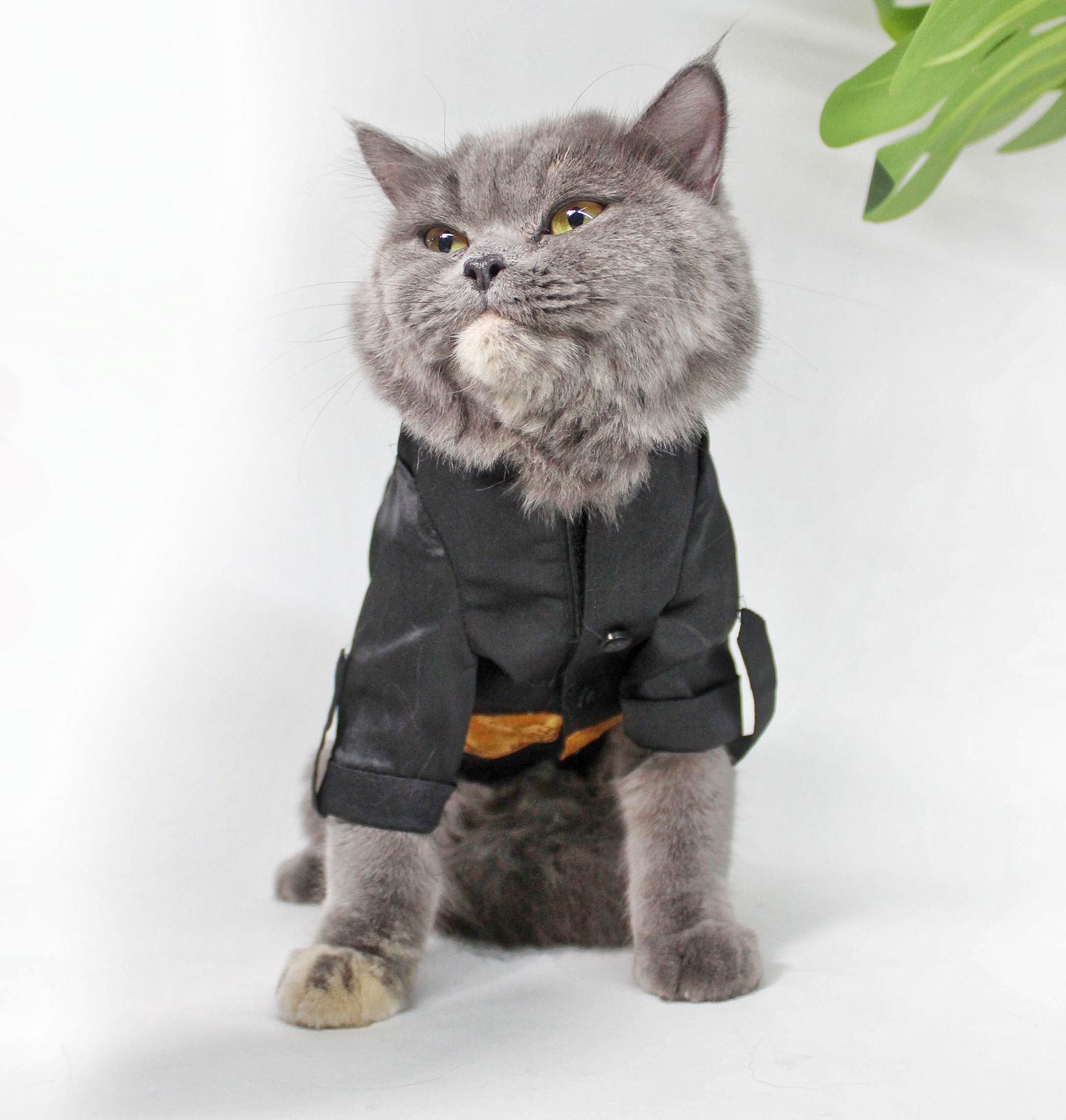 Buy Dog Dresses & Accessories Dog Clothes Online in India DogOBow