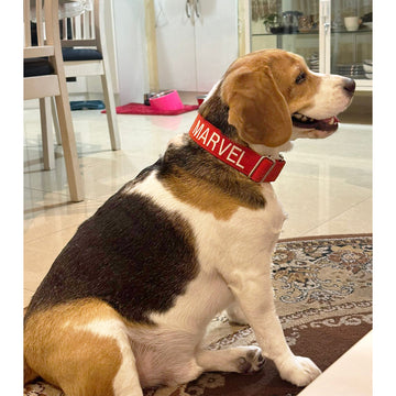 Red Martingale collar Name Customisation