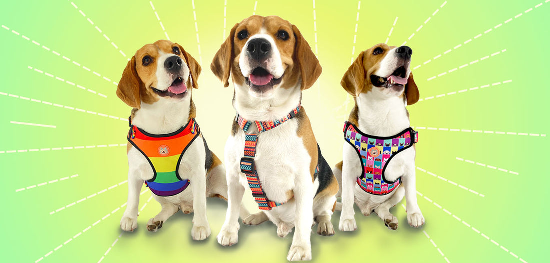 Buy Dog Dresses & Accessories Dog Clothes Online in India DogOBow