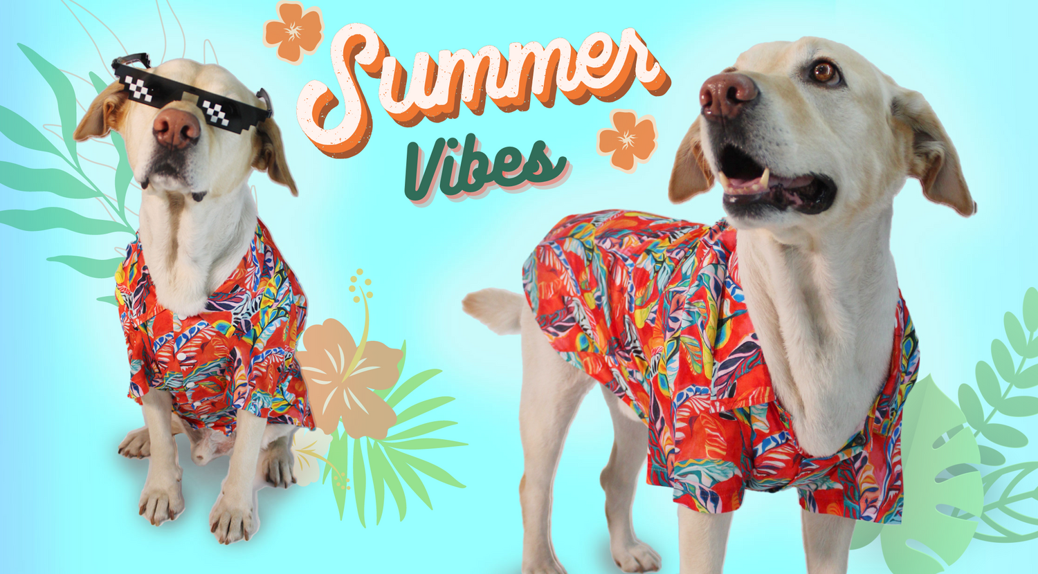 Buy dog clothes hot sale online
