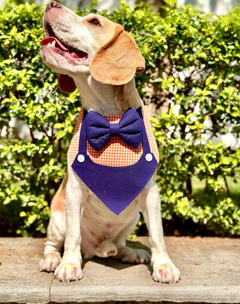 Orange Gingham Dungaree Bandana