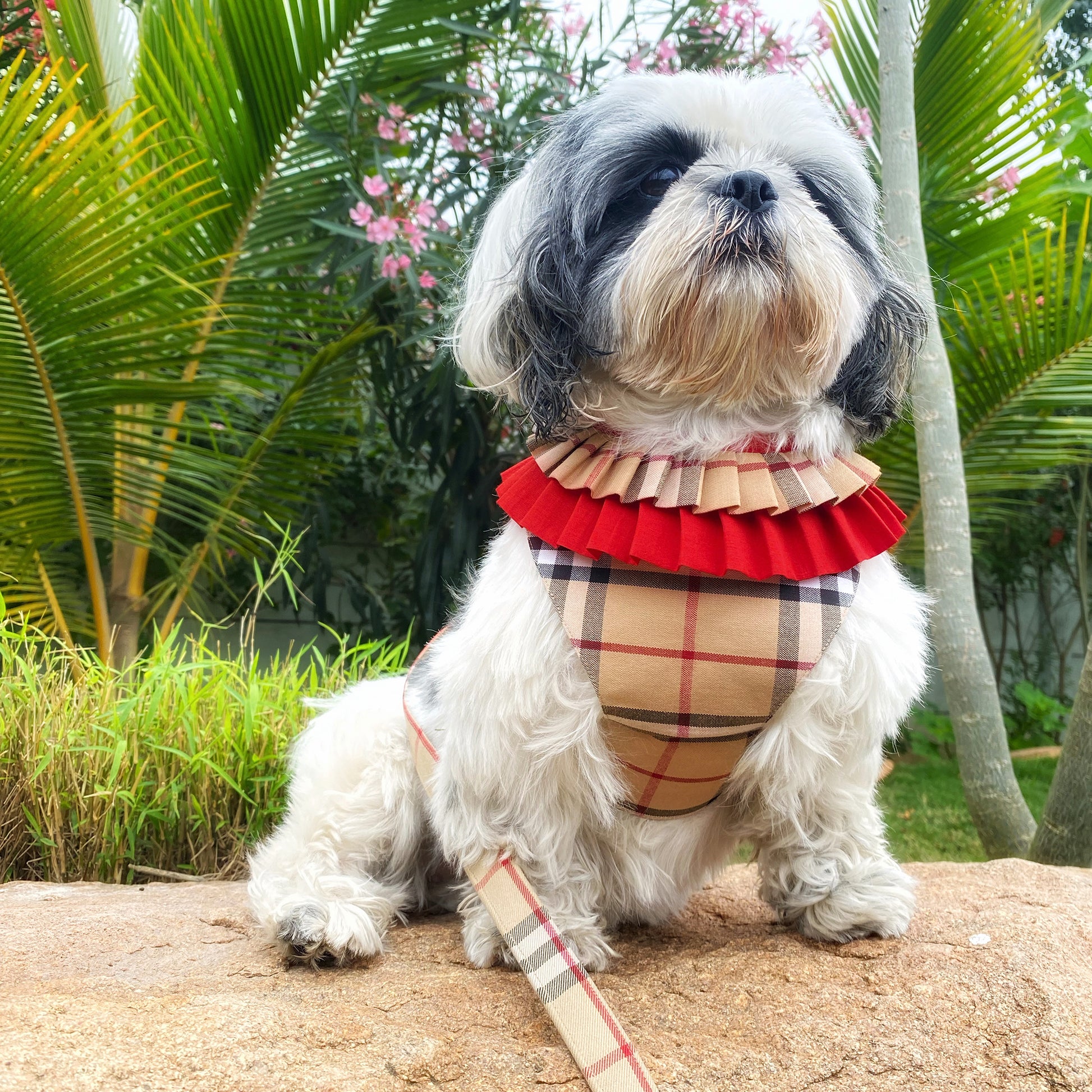 Dog Clothes Burberry Plaid Dog Harness Burberry Dog Hoodie Price