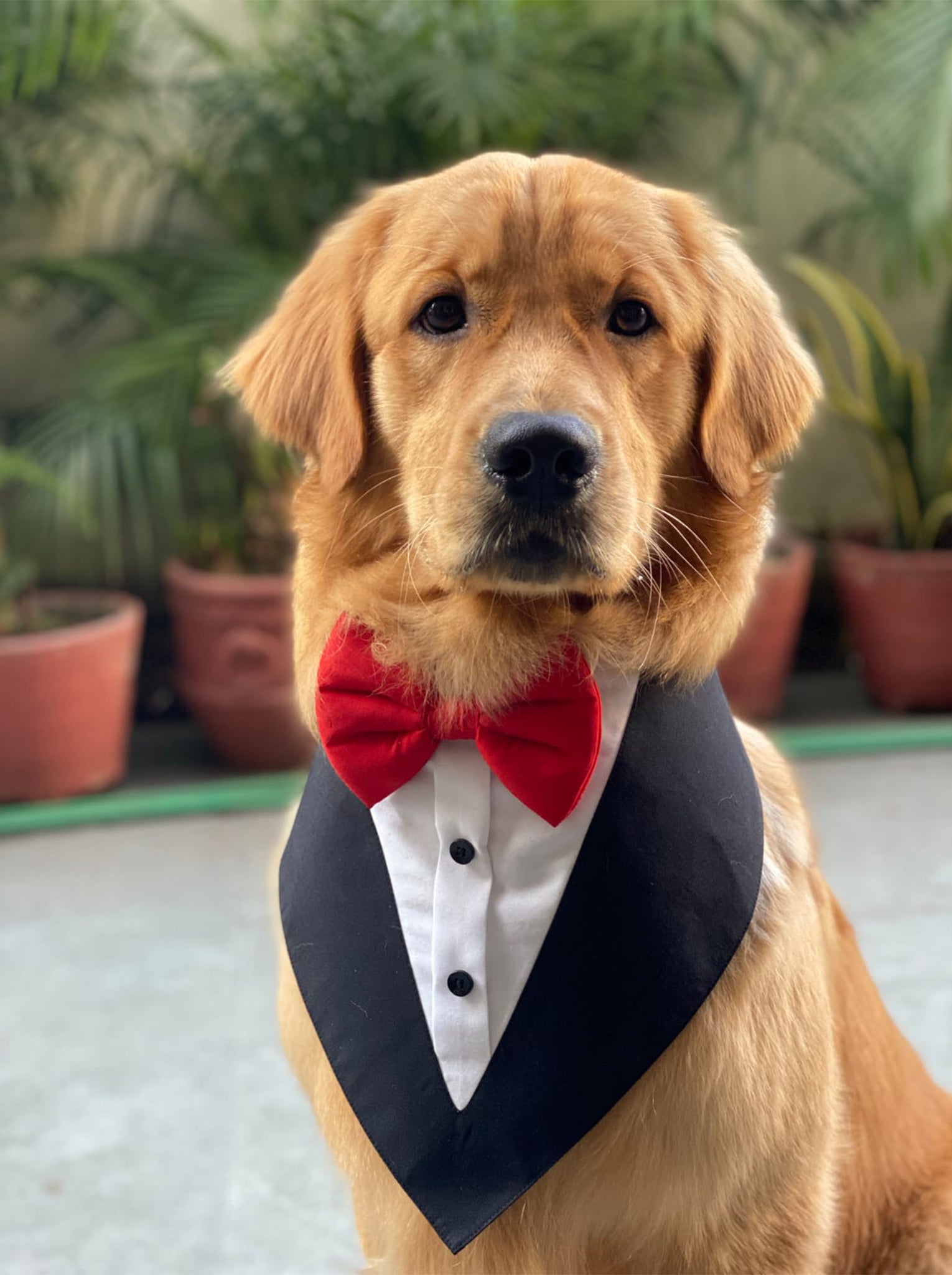 Tuxedo Bandana Dogs In Tuxedos At Weddings Tuxedo Wedding Dog