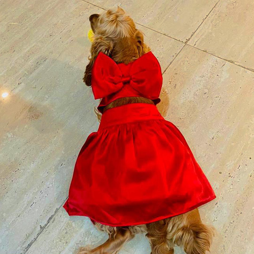 Frocks for clearance dogs