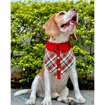 Olive Check Peterpan Bandana